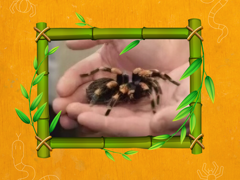 creepy crawly stockport